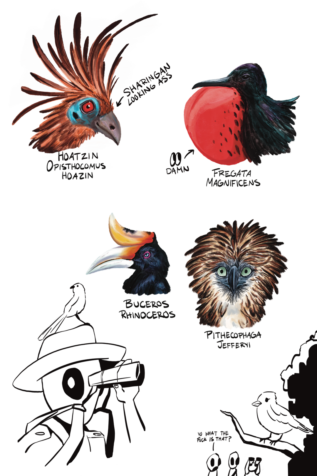 Mythmakers of Morpho: You are aliens studying human birds. But you procrastinating on your presentation! Look up the scientific names of birds and make up myths about them.